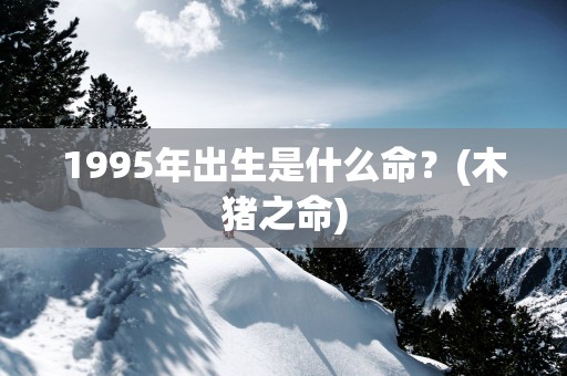 1995年出生是什么命？(木猪之命)