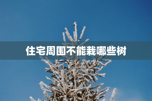 住宅周围不能栽哪些树