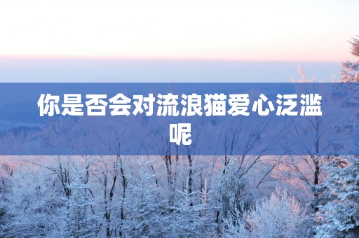 你是否会对流浪猫爱心泛滥呢