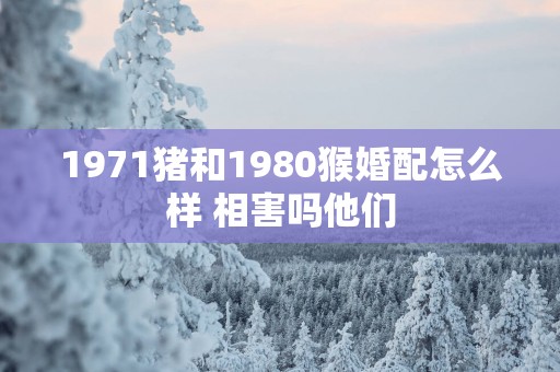 1971猪和1980猴婚配怎么样 相害吗他们