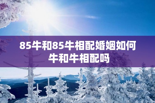85牛和85牛相配婚姻如何 牛和牛相配吗