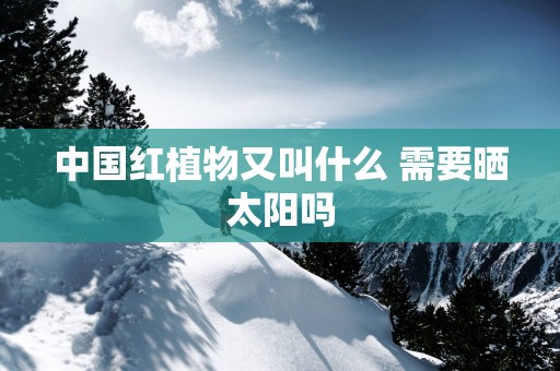 中国红植物又叫什么 需要晒太阳吗