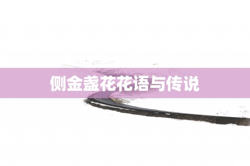 侧金盏花花语与传说