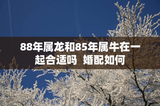 88年属龙和85年属牛在一起合适吗  婚配如何