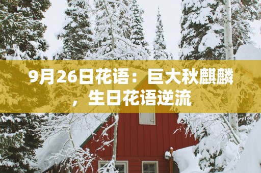 9月26日花语：巨大秋麒麟，生日花语逆流