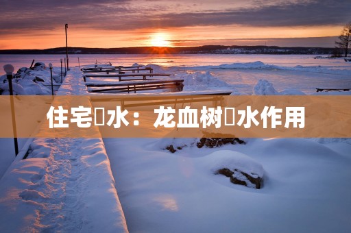 住宅風水：龙血树風水作用