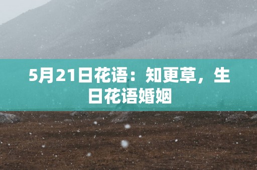 5月21日花语：知更草，生日花语婚姻
