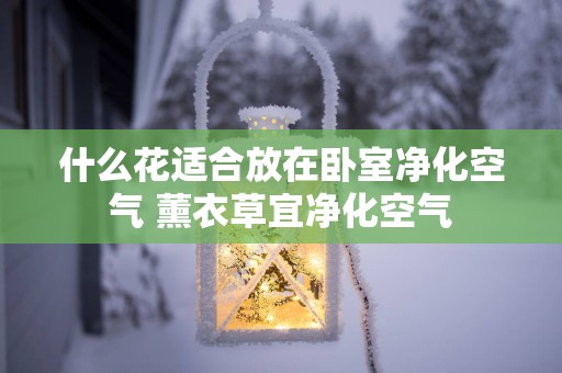什么花适合放在卧室净化空气 薰衣草宜净化空气