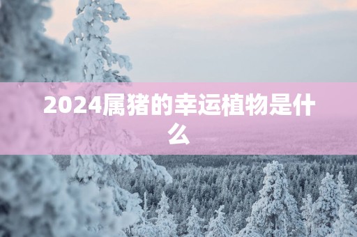 2025属猪的幸运植物是什么
