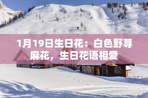 1月19日生日花：白色野荨麻花，生日花语相爱