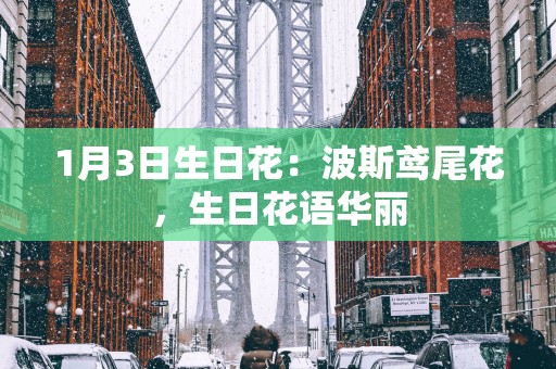 1月3日生日花：波斯鸢尾花，生日花语华丽