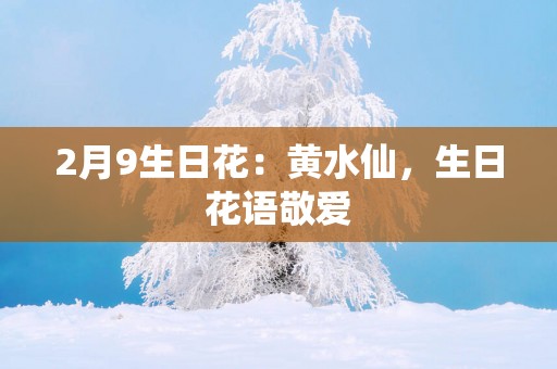 2月9生日花：黄水仙，生日花语敬爱
