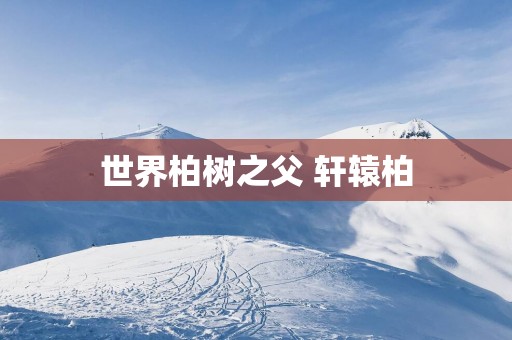 世界柏树之父 轩辕柏