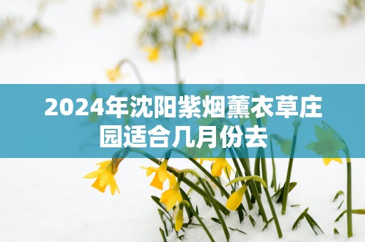 2025年沈阳紫烟薰衣草庄园适合几月份去