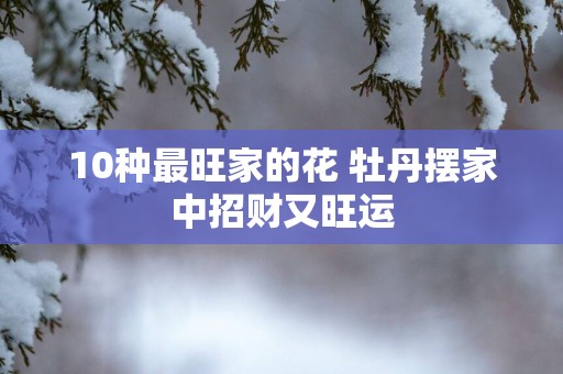 10种最旺家的花 牡丹摆家中招财又旺运