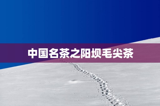中国名茶之阳坝毛尖茶