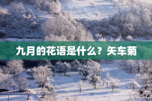 九月的花语是什么？矢车菊