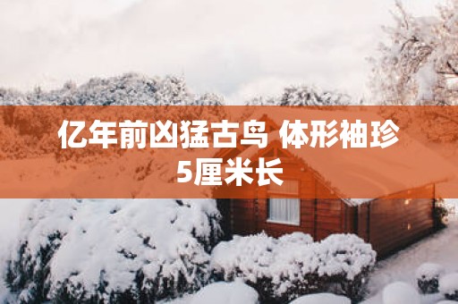亿年前凶猛古鸟 体形袖珍5厘米长