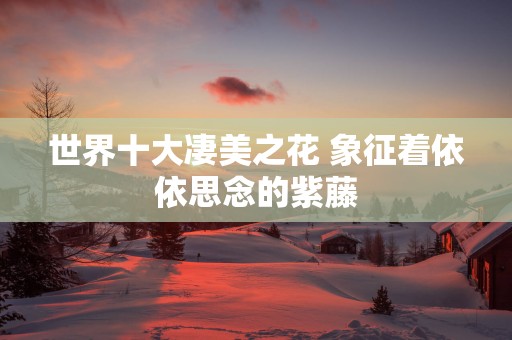 世界十大凄美之花 象征着依依思念的紫藤