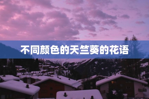不同颜色的天竺葵的花语