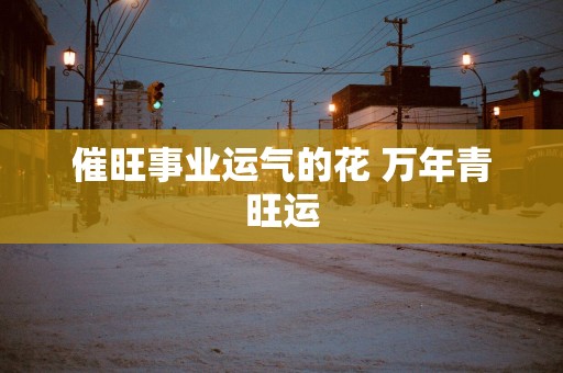 催旺事业运气的花 万年青旺运