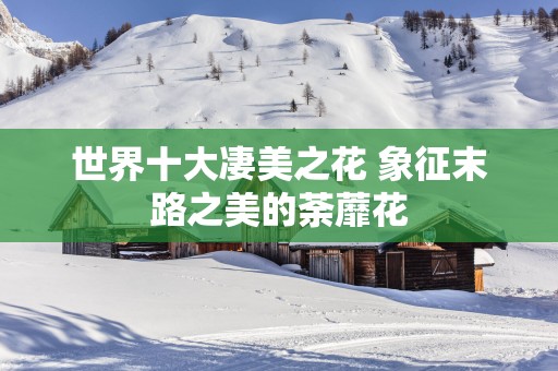 世界十大凄美之花 象征末路之美的荼蘼花