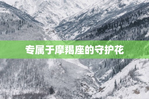 专属于摩羯座的守护花