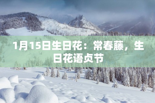 1月15日生日花：常春藤，生日花语贞节