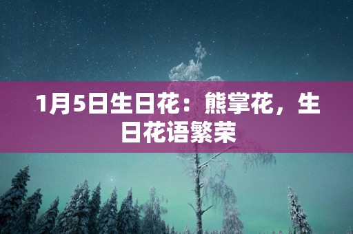 1月5日生日花：熊掌花，生日花语繁荣