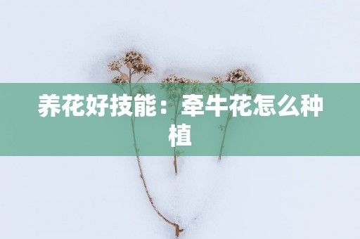 养花好技能：牵牛花怎么种植