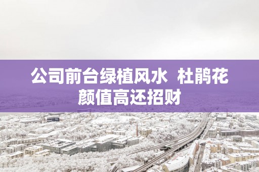公司前台绿植风水  杜鹃花颜值高还招财