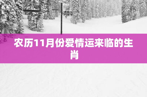 农历11月份爱情运来临的生肖