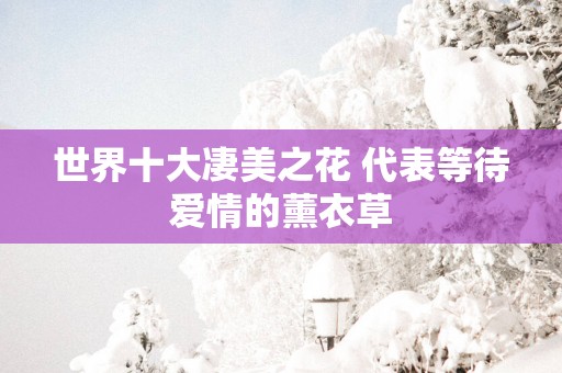 世界十大凄美之花 代表等待爱情的薰衣草