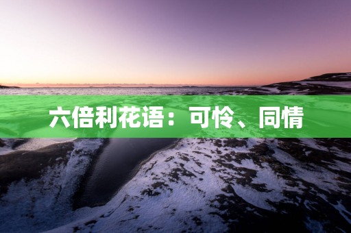 六倍利花语：可怜、同情