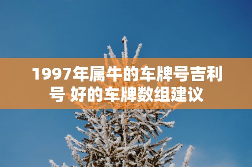 1997年属牛的车牌号吉利号 好的车牌数组建议