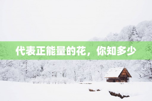 代表正能量的花，你知多少