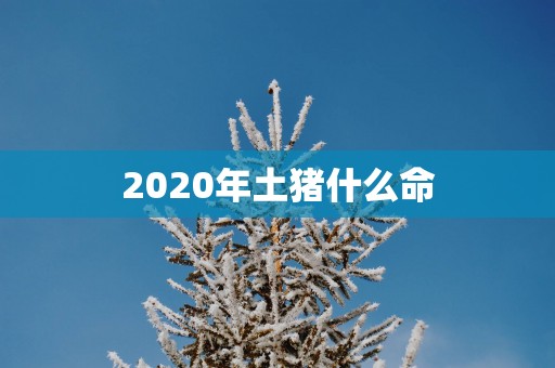 2025年土猪什么命