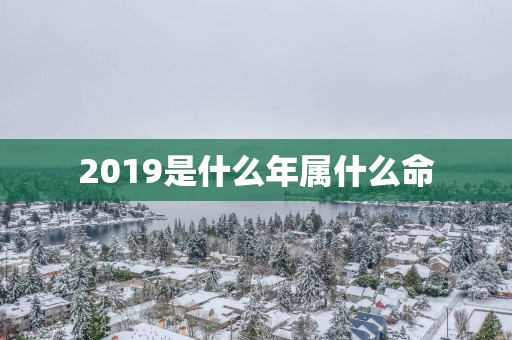 2019是什么年属什么命
