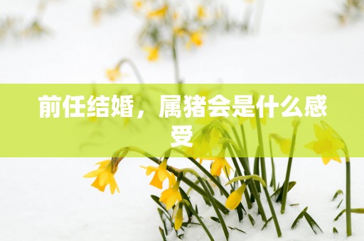 前任结婚，属猪会是什么感受