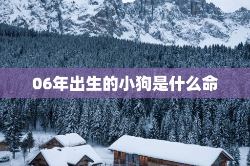 06年出生的小狗是什么命