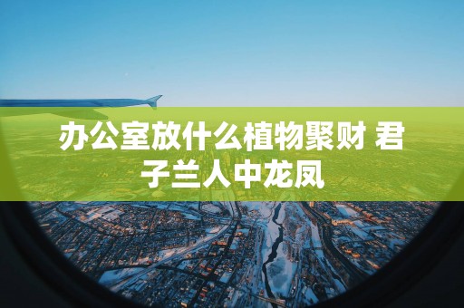 办公室放什么植物聚财 君子兰人中龙凤