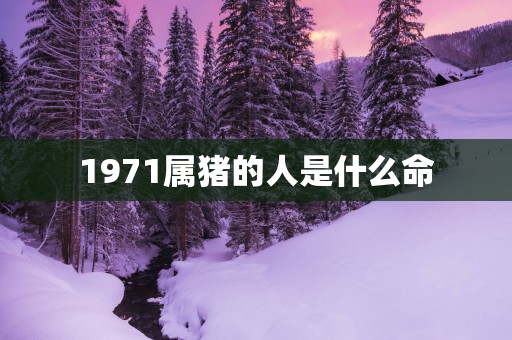 1971属猪的人是什么命