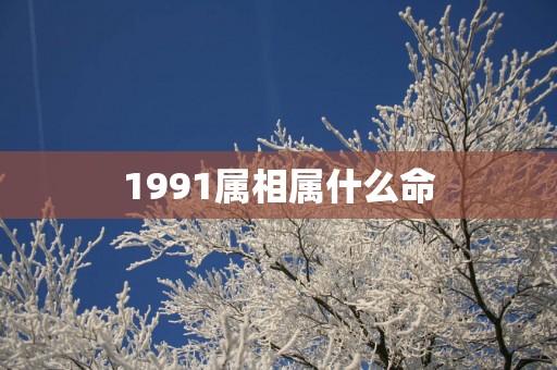 1991属相属什么命