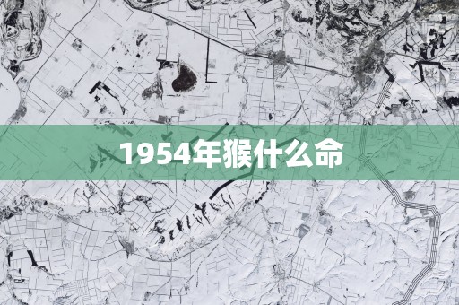 1954年猴什么命