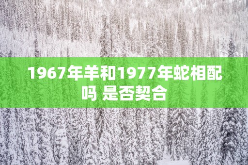 1967年羊和1977年蛇相配吗 是否契合