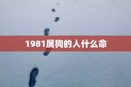 1981属狗的人什么命