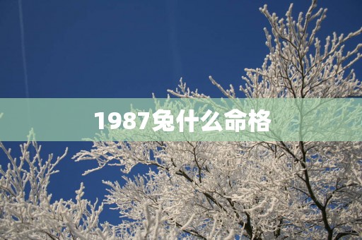 1987兔什么命格