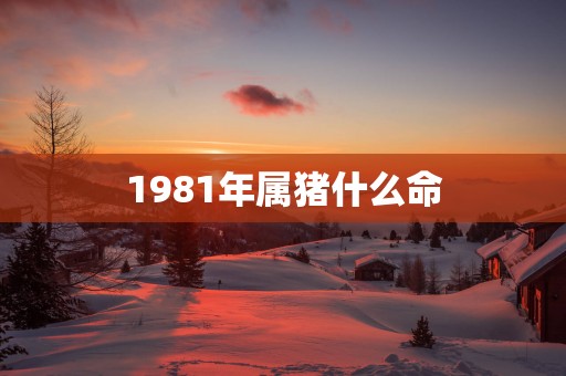 1981年属猪什么命