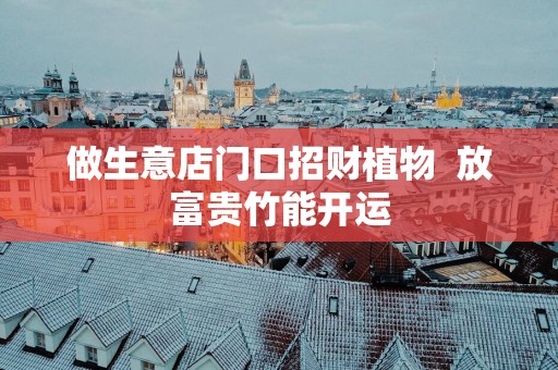 做生意店门口招财植物  放富贵竹能开运