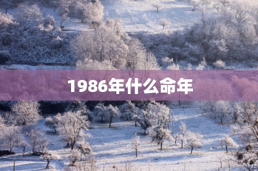 1986年什么命年